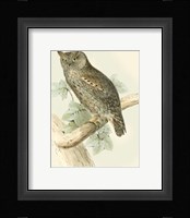 Scops-eared Owl Fine Art Print