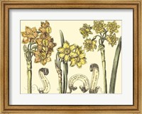 Narcissus in Bloom I Fine Art Print