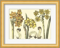 Narcissus in Bloom I Fine Art Print