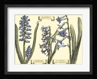 Hyacinth in Bloom Fine Art Print