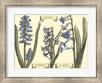 Hyacinth in Bloom Fine Art Print