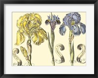 Iris in Bloom I Fine Art Print
