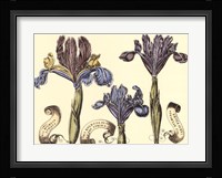 Iris in Bloom II Framed Print