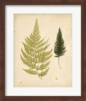 Cottage Ferns I Fine Art Print