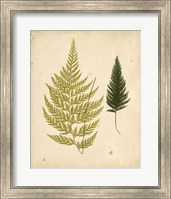 Cottage Ferns I Fine Art Print