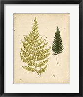 Cottage Ferns I Fine Art Print