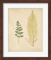 Cottage Ferns IV Fine Art Print