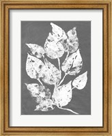 Frosty Philodendron I Fine Art Print