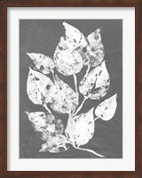 Frosty Philodendron I Fine Art Print