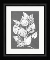 Frosty Philodendron I Fine Art Print