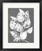 Frosty Philodendron I Framed Print