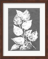 Frosty Philodendron II Fine Art Print