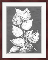 Frosty Philodendron II Fine Art Print