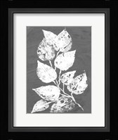 Frosty Philodendron II Fine Art Print
