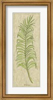 Palmae Leaf Fine Art Print