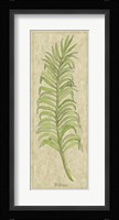 Palmae Leaf Fine Art Print
