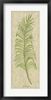 Palmae Leaf Fine Art Print