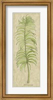 Arecaceae Leaf Fine Art Print