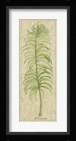 Arecaceae Leaf Fine Art Print