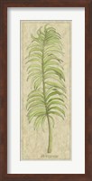Arecaceae Leaf Fine Art Print