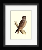 Long Eared Owl Framed Print