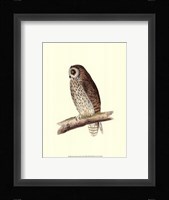 Short Eared Owl Framed Print