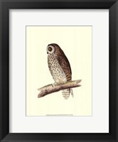 Short Eared Owl Framed Print