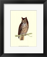 Mottled Owl Framed Print