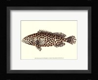 Antique Fish II Framed Print