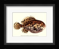 Antique Fish III Framed Print