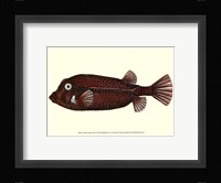 Antique Fish IV Framed Print