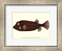 Antique Fish IV Fine Art Print