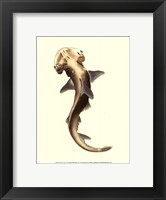 Shark Tale II Framed Print