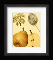 Ripe for Harvest II Fine Art Print