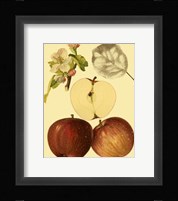 Ripe for Harvest IV Fine Art Print