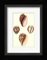 Cymbidum Shells Fine Art Print