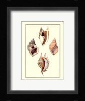 Strombus Shells Fine Art Print