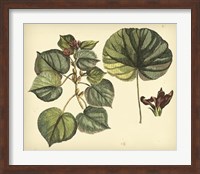 Antique Mangrove Tree Fine Art Print