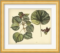 Antique Mangrove Tree Fine Art Print