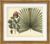 Antique Brazilian Palm Fine Art Print