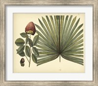Antique Brazilian Palm Fine Art Print