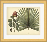 Antique Brazilian Palm Fine Art Print