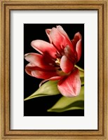 Red Tulip III Fine Art Print