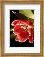 Red Tulip IV Fine Art Print