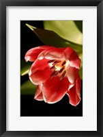 Red Tulip IV Fine Art Print
