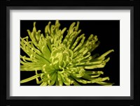 Fuji Mum I Fine Art Print