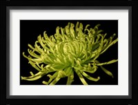 Fuji Mum II Fine Art Print