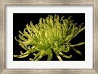 Fuji Mum II Fine Art Print