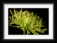 Fuji Mum III Fine Art Print