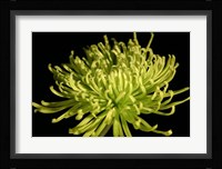 Fuji Mum IV Fine Art Print